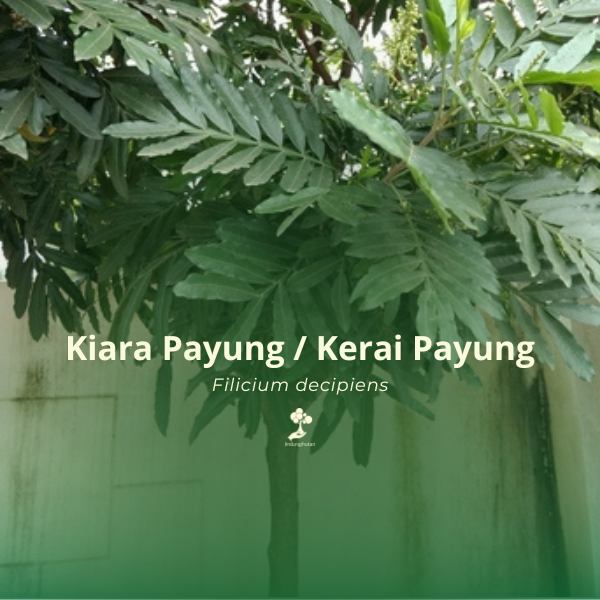 Kiara Payung/Kerai Payung