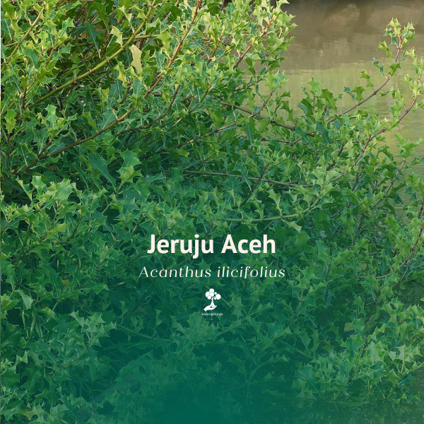 Acanthus Ebracteatus Aceh / Jeruju Aceh