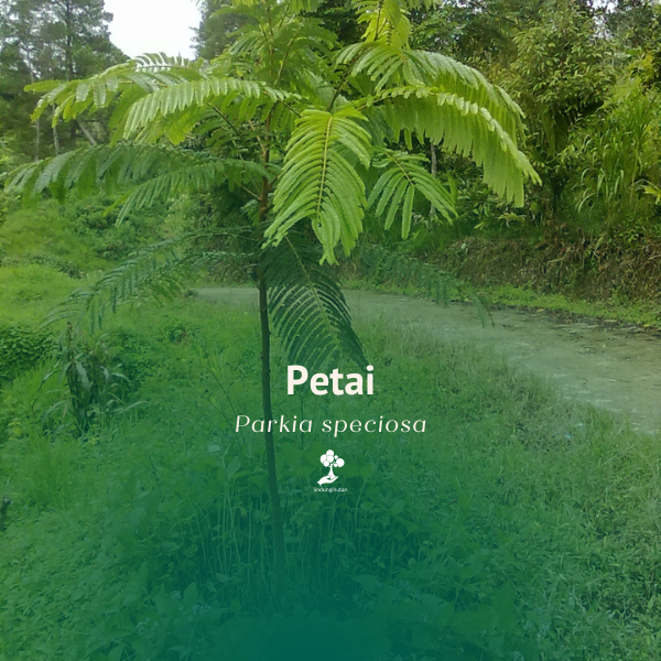 Pete; Petai