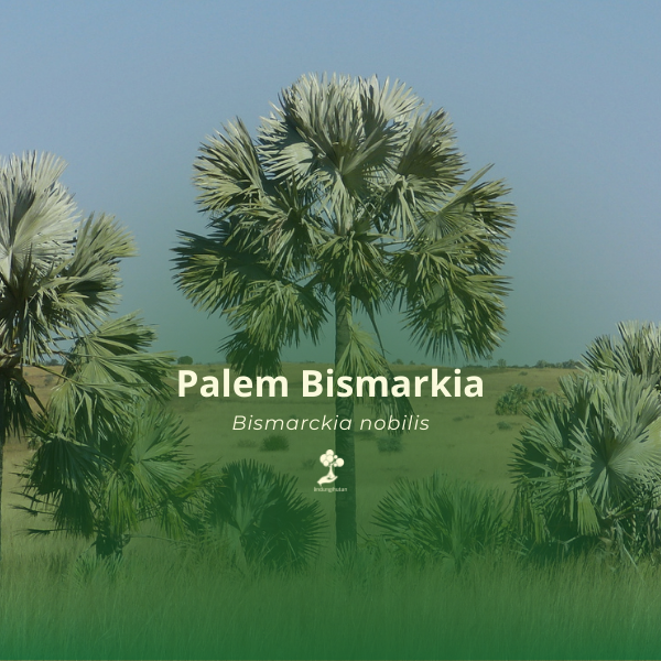 Palem bismarkia