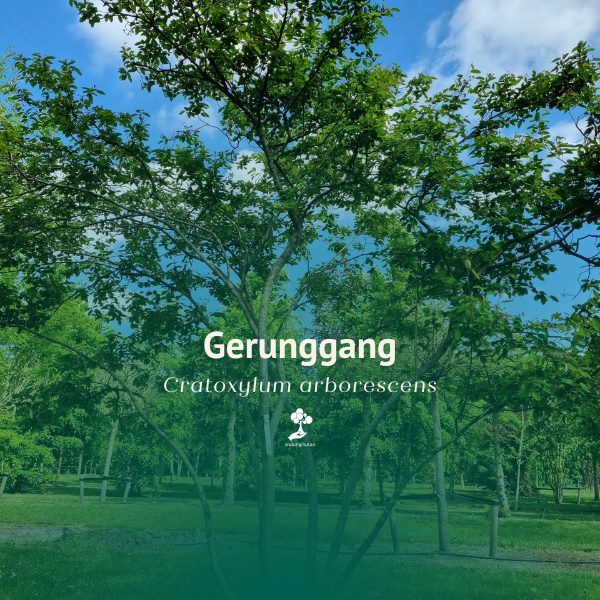 Gerunggang 