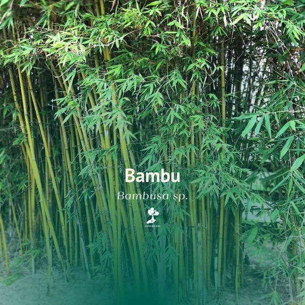 Bambu