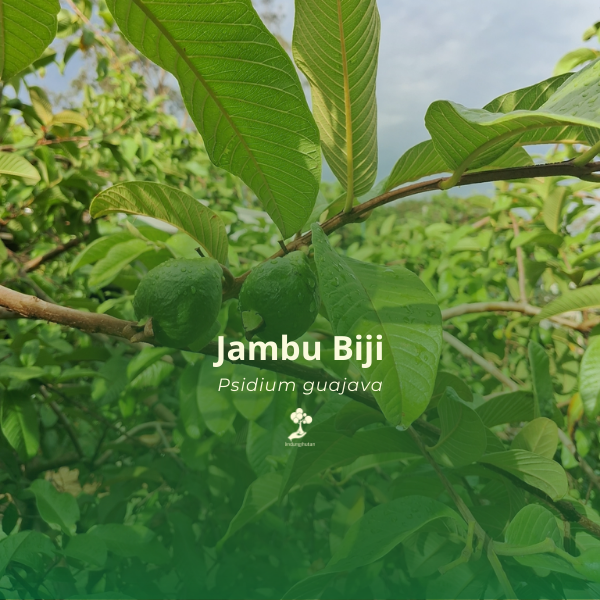 Jambu Biji