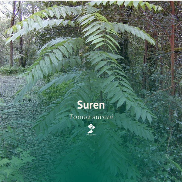 Suren