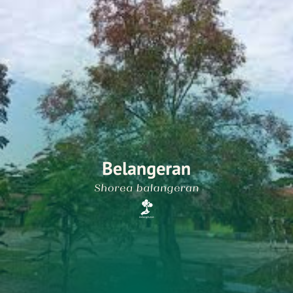 Belangiran