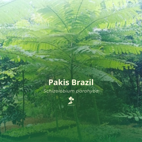 Pakis Brazil