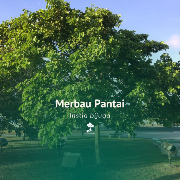 Merbau Pantai
