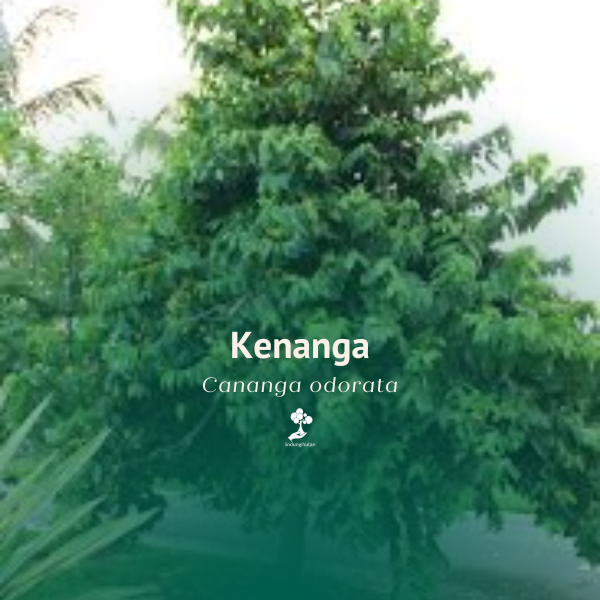 Kenanga
