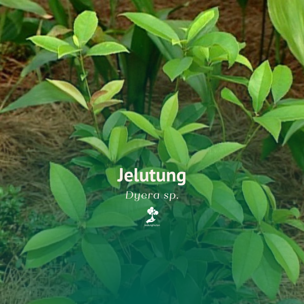 Jelutung
