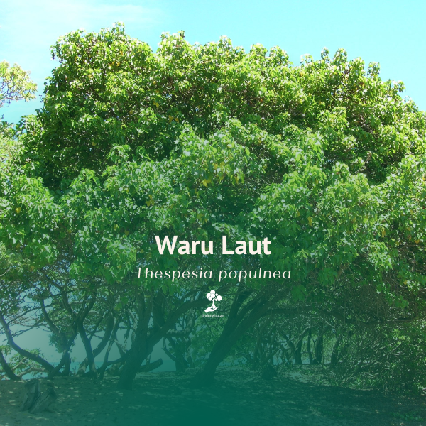 Waru Laut