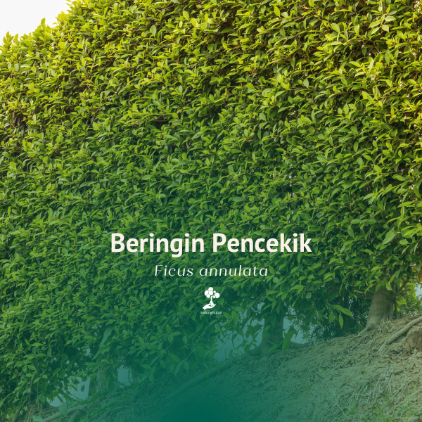 Beringin pencekik