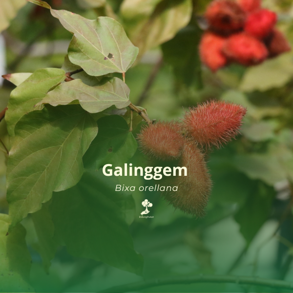Galinggem 