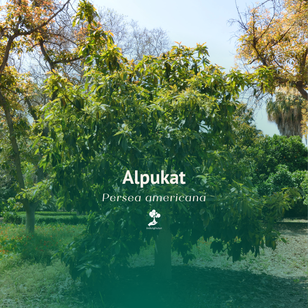 Alpukat