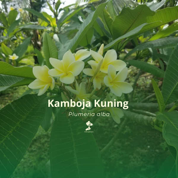 Kamboja Kuning