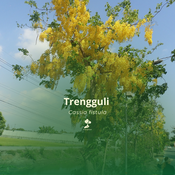 Trengguli 