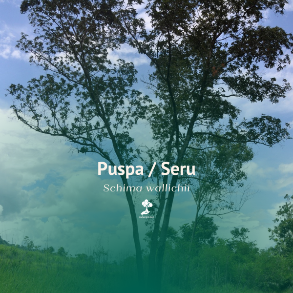 Puspa / Seru / Sedang Gatal