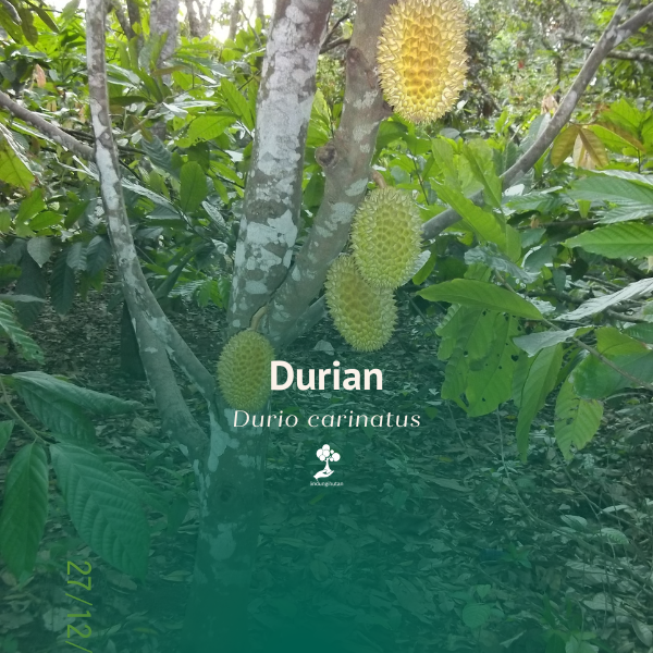 Durian