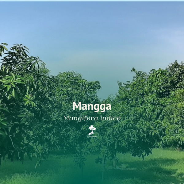 Pohon Mangga