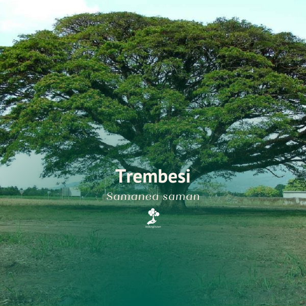 Trembesi 