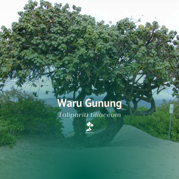 Waru Gunung