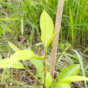 Gambar Monitoring