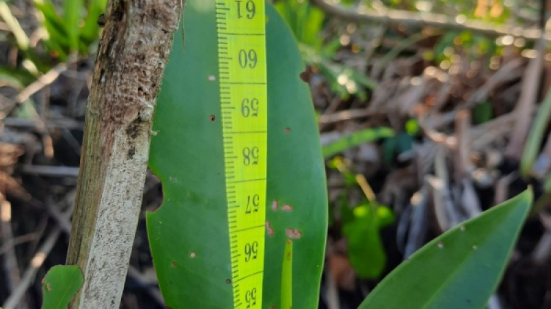 Gambar Monitoring