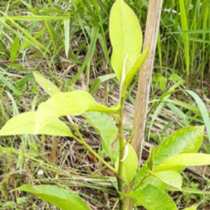Gambar Monitoring