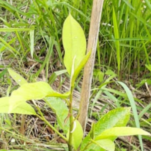 Gambar Monitoring