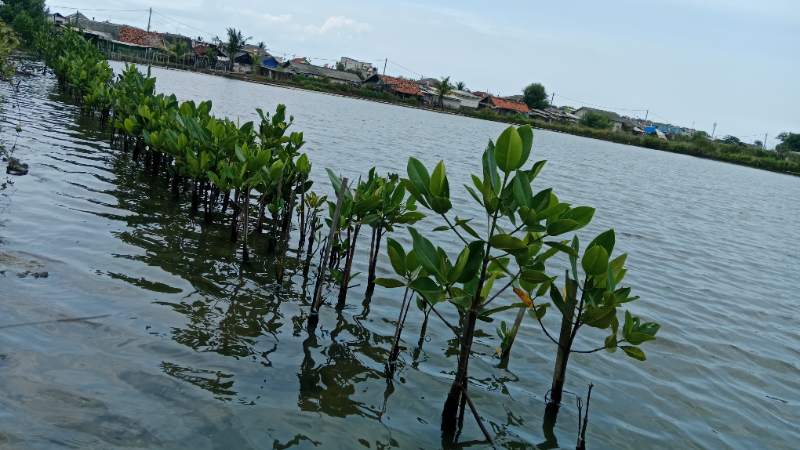Gambar Monitoring