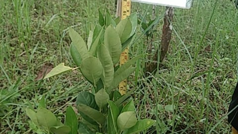 Gambar Monitoring
