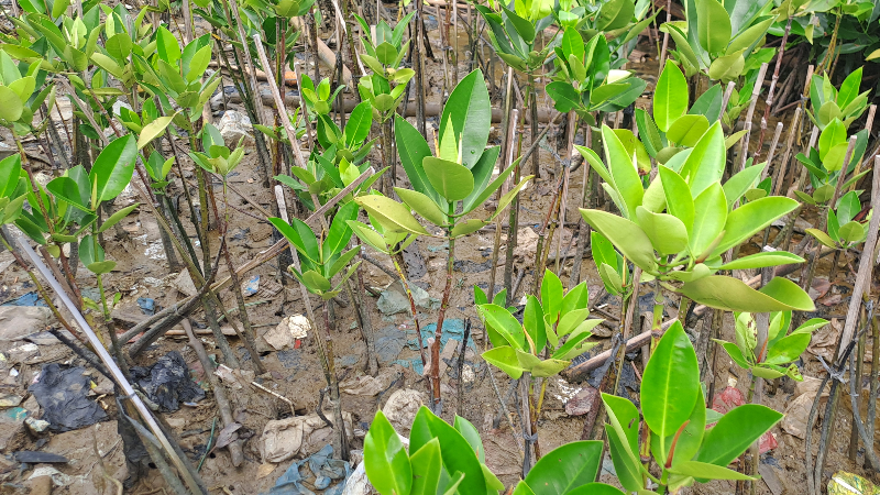 Gambar Monitoring