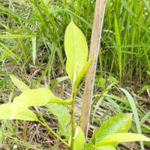 Gambar Monitoring