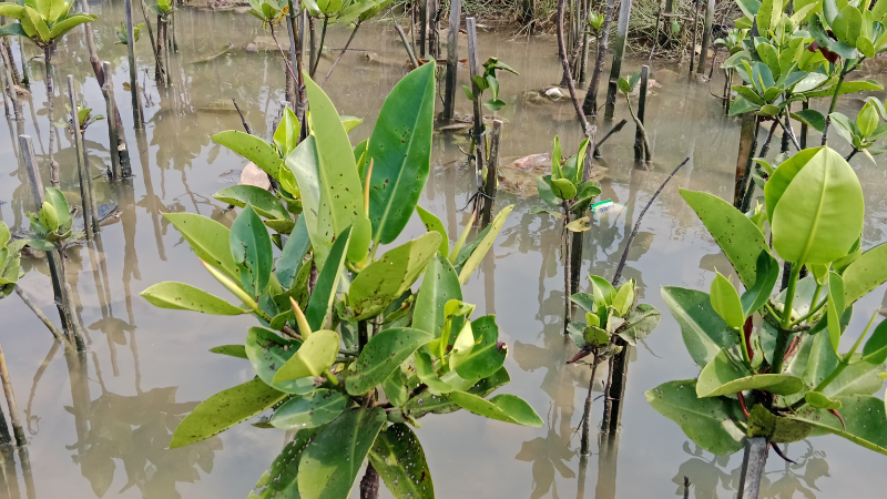 Gambar Monitoring