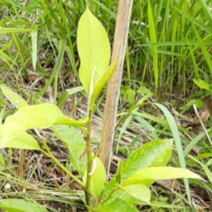 Gambar Monitoring