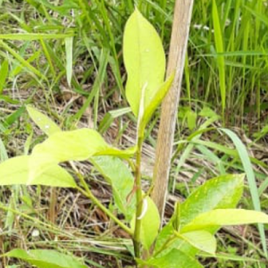 Gambar Monitoring