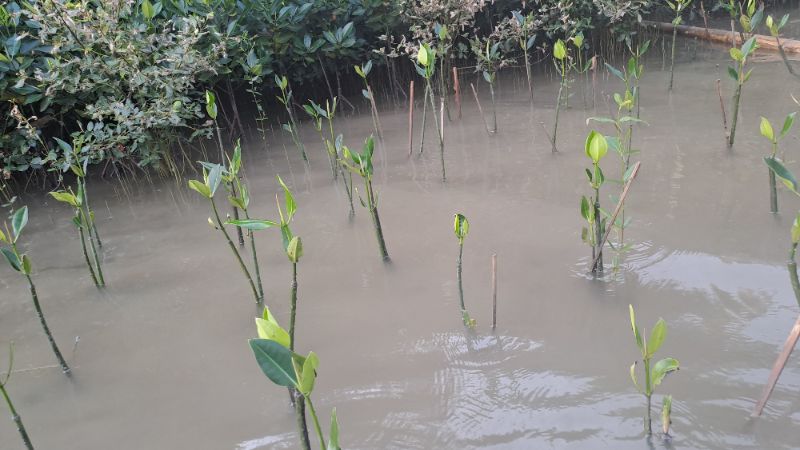 Gambar Monitoring