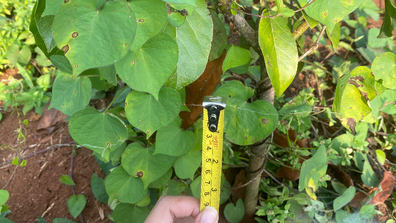 Gambar Monitoring