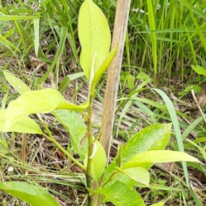 Gambar Monitoring