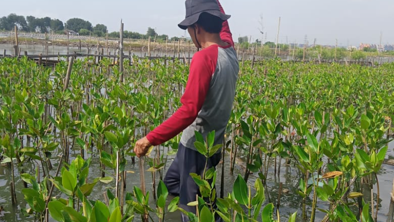 Gambar Monitoring