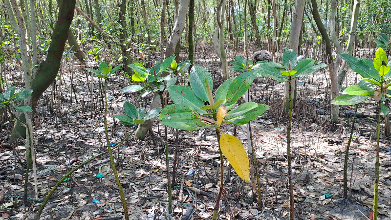 Gambar Monitoring