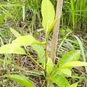 Gambar Monitoring