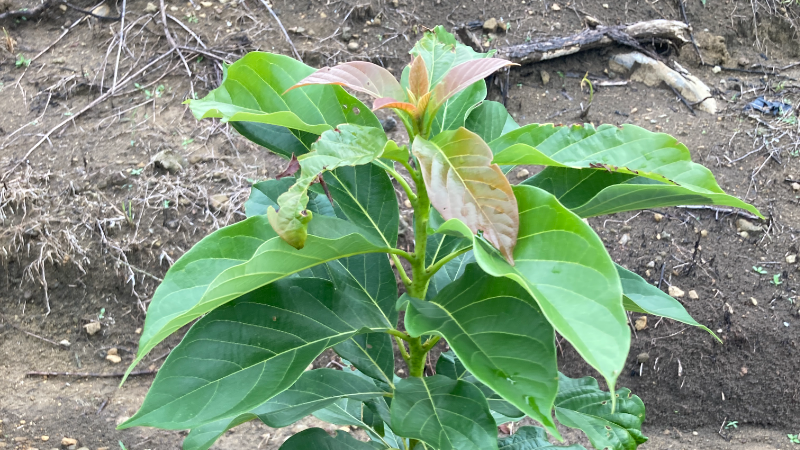 Gambar Monitoring