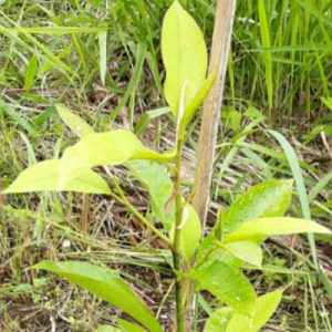 Gambar Monitoring