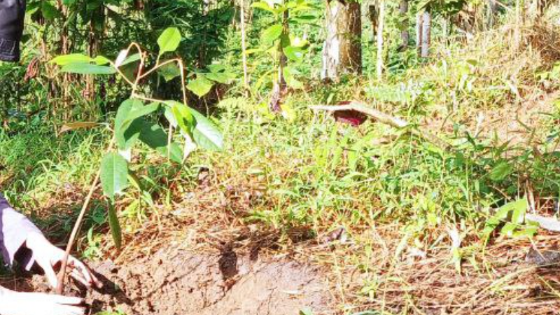 Gambar Monitoring