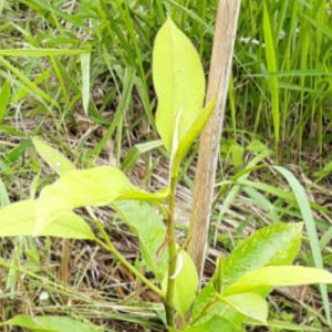 Gambar Monitoring