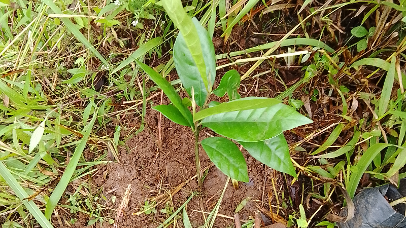 Gambar Monitoring
