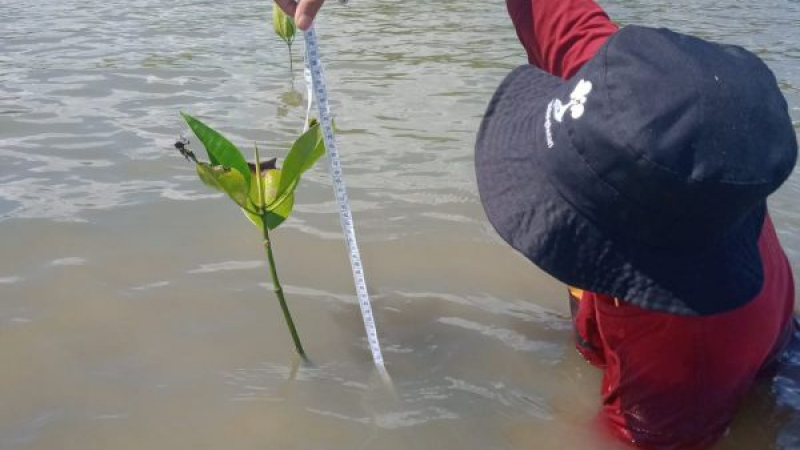 Gambar Monitoring