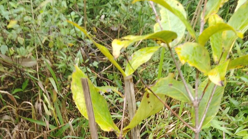 Gambar Monitoring