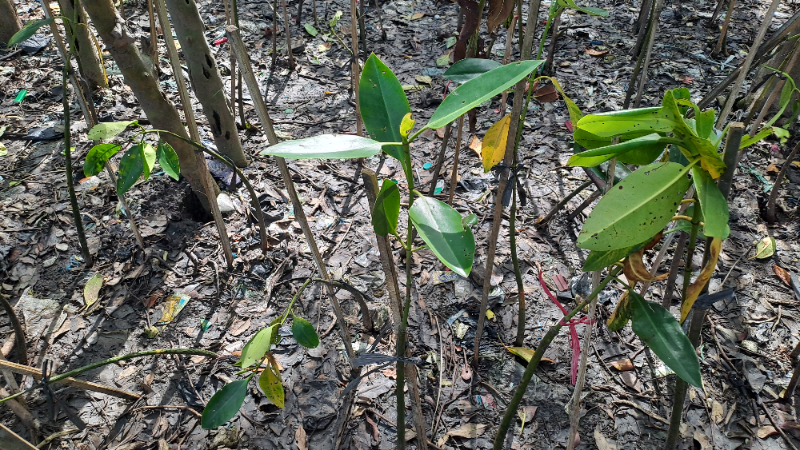 Gambar Monitoring