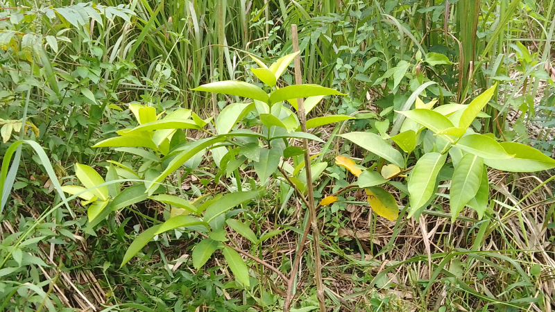 Gambar Monitoring